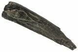 Fossil Pygmy Sperm Whale (Kogiopsis) Tooth #90427-1